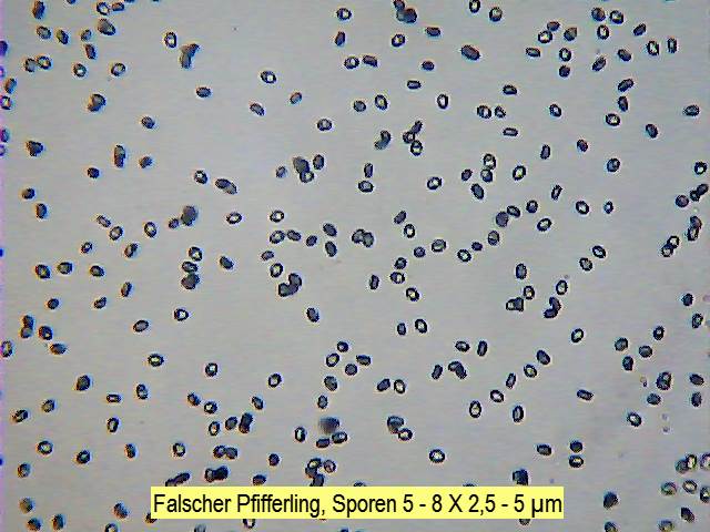 Sporen Falscher Pfifferling